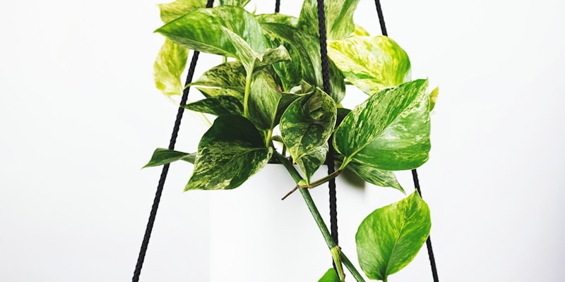 足球运动员在场上激烈拼抢 - 展现世界杯比赛的高强度对抗